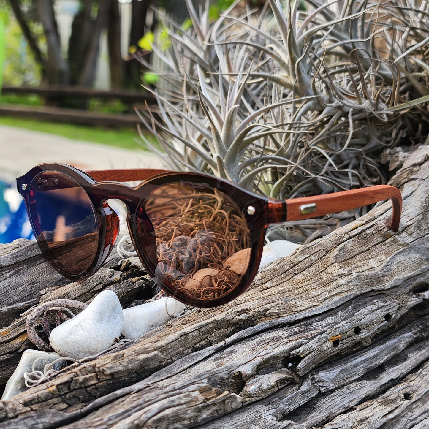 Wooden Cat Eye Newtown Nutwood - SekelBoer